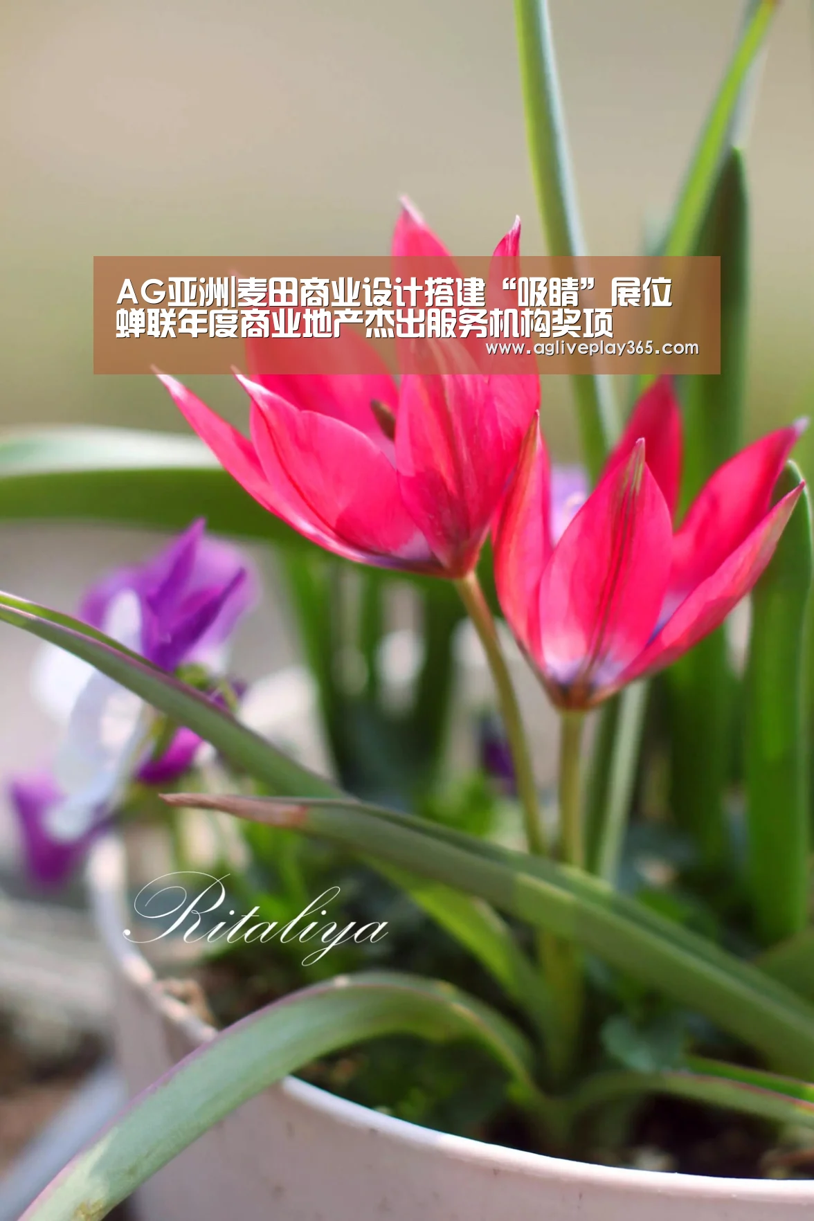 AG亚洲|麦田商业设计搭建“吸睛”展位 蝉联年度商业地产杰出服务机构奖项(图2) AG亚洲